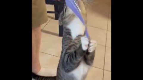 Watch this HUNGRY kitty *Sweet*