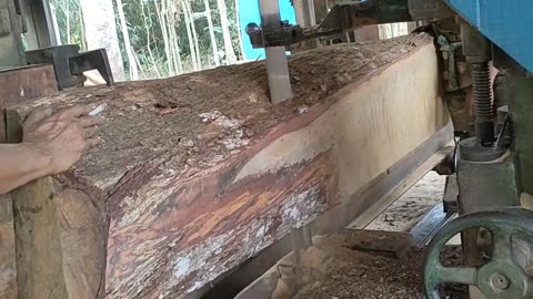 Horrifying Snake's Nest Woodworking In A Sawmill Saw