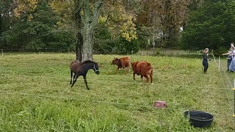 Introducing a Foal to our cows