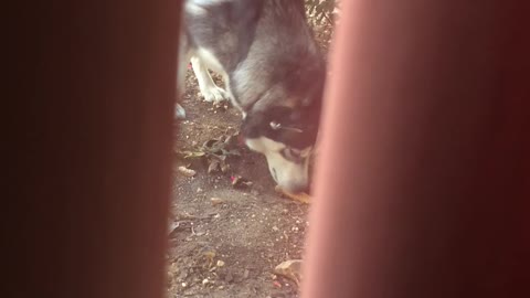 Dog caught hiding his treat!