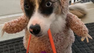 Dressed up Dog Gets Halloween Treat