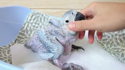 How baby macaw grows up From The hatch until The Eyes opened.