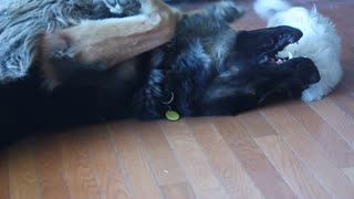 German Shepherd entertains tiny puppy