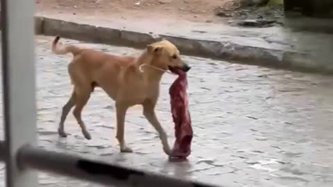 Meat thief dog