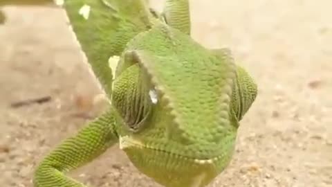 Ingenious chameleon