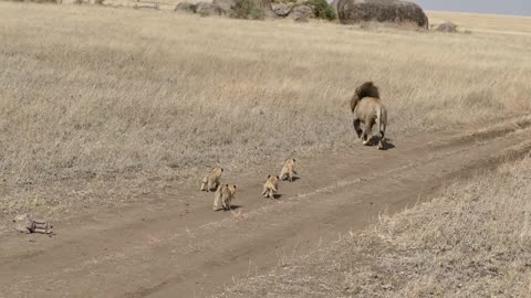 lion dad tries to runaway from the kids