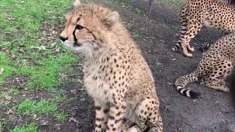 Cheetah cub, Partha, has a lot to say!