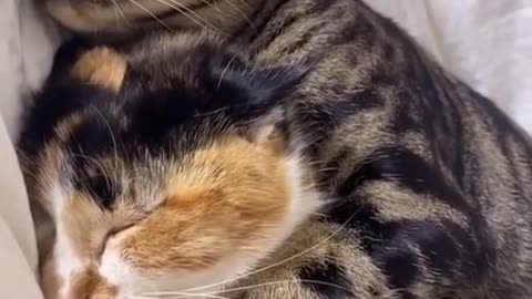 Cat Hates When The Owners Sing