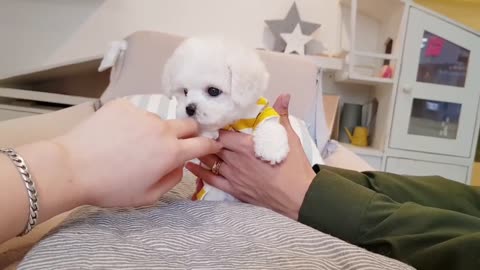 Bichon frise is so cute!