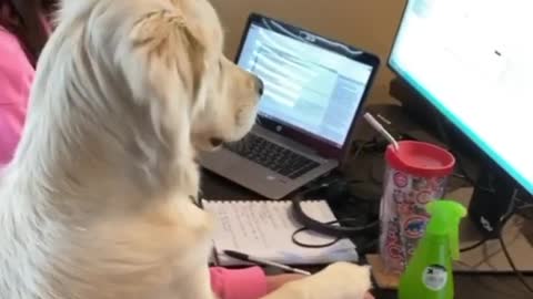 Golden Retriever makes working from home adorably difficult