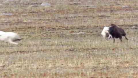 Frozen Planet: Arctic wolves work together to hunt musk ox calves, but they are taught a bad lesson