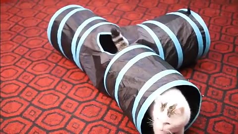 Cat Play Tunnel
