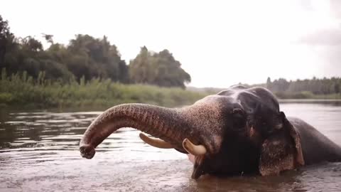 Elephant playing with water