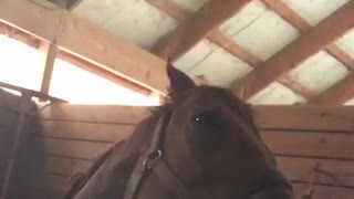 Brown horse drinking water from hose