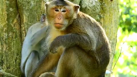 Monkey on a date, ends in a secret marriage