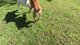 Harvey and Clyde at the farm: Take two without the bad music 😅