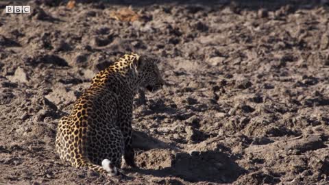 Leopard Learns How to Catch a Fish | BBC Earth