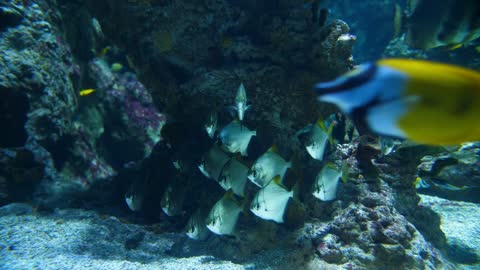 Group of tropical fishes static in an aquarium in Montpellier seaquarium