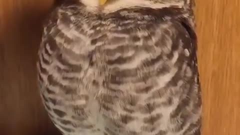 OWL Love 🤩 perfect cute