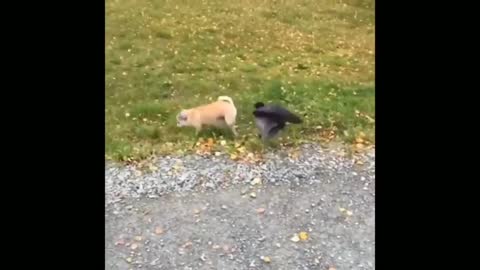 Cute crow and Dog fighting with each other