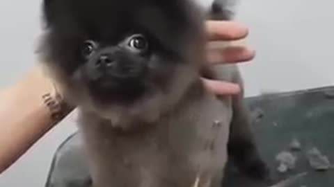 Dog dancing to music while getting a haircut