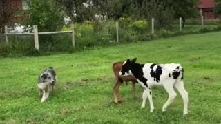 2 Cows And Dogs playing Together on The Farm