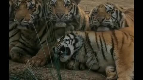 🤣🤣 tiger team (gang) #short 😎