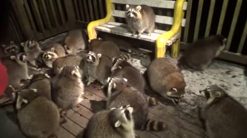 MOBBED BY RACCOONS