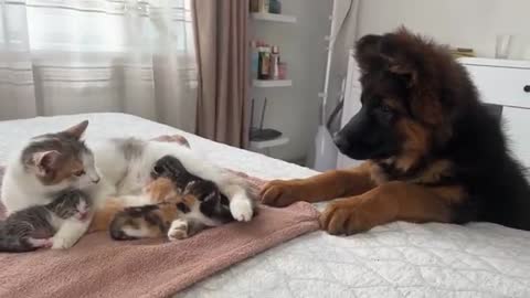 German Shepherd Puppy Meets Mom Cat with Newborn Kittens for the First Time