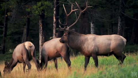 Frustrated Bull Elk speed dating in Banff (September 2022)