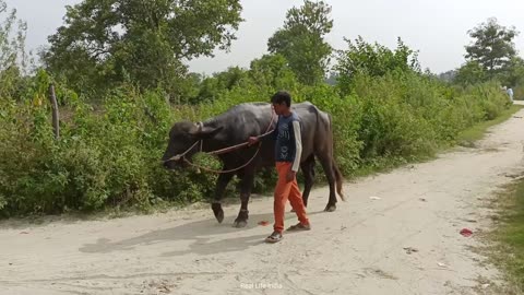 Daily Life Style In India | Uttar Pradesh Rural Life | Natural Life In India Former #India