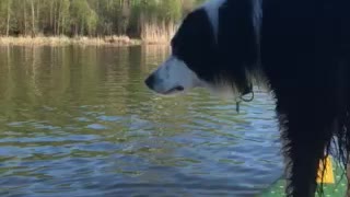 Border Collie Paddle Boarding
