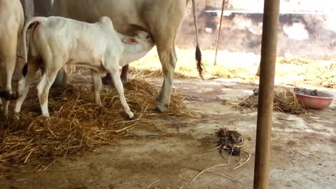 calf drinking milk