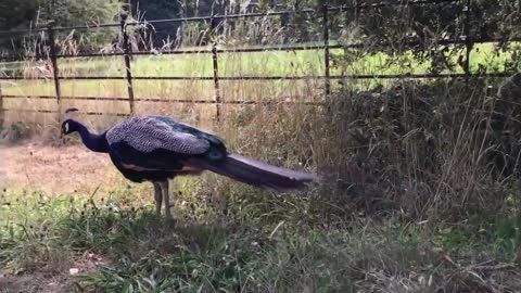 Peacock and Peahen Sound effects