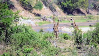 a Tower of Giraffes running in Kruger Park amazing sight!