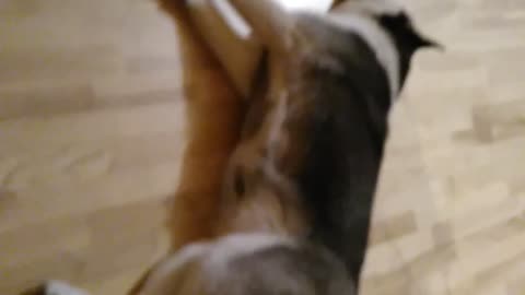 Husky literally barks throughout intense dream