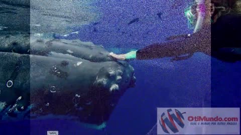 Whale snatches diver and spits it back, great scare!