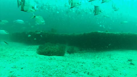 Underwater Video Out of Ponce Inlet