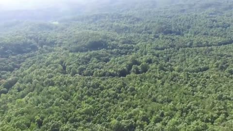 Fascinating Sounds of the Amazon Rainforest - Birds, Rain to Relax