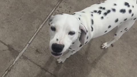 Zoey the Dalmatian smiles in slow motion