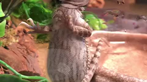 Baby Bearded Dragon Grows Up