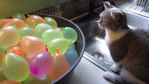 cat pops water balloons, cat play in water balloons