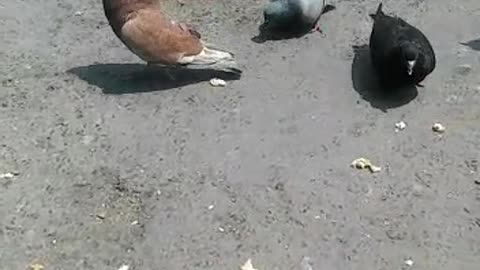 Feed street pigeons