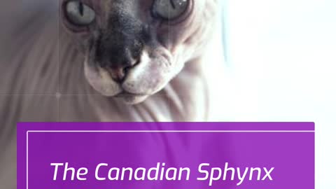 The Canadian Sphynx