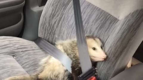 Even Opossums Have To Obey the Law