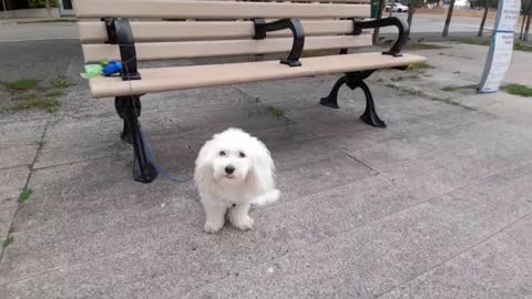 Cute Funny Maltese Dog