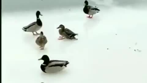Emergency landing wild duck