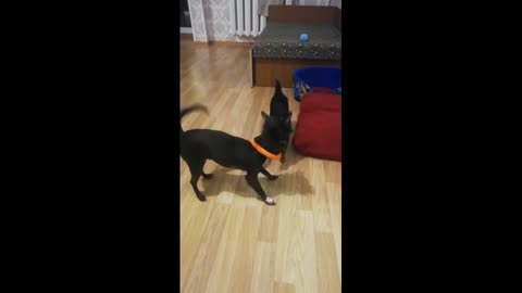 Two small dogs playing with a ring