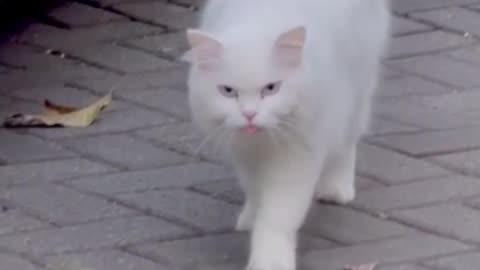 cute cat playing at the street