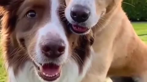The cutest dogs on the globe | Cute dog | Amazing dog